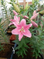 [5330 Apogee VH No02.JPG]